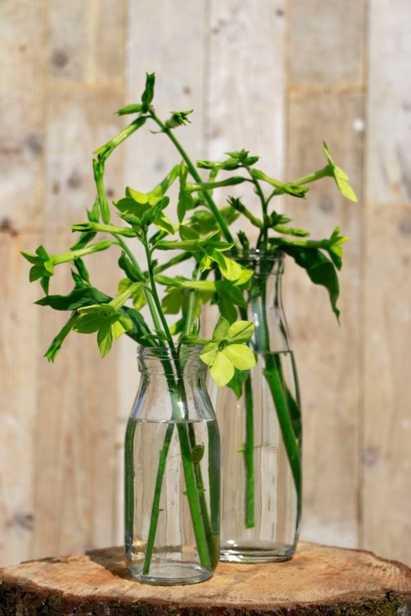 Glass Milk Bottle 250ml 140x60mm - 24 pcs