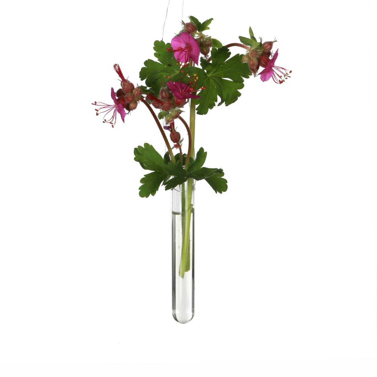 Glass Test tube 1.5cm diameter 15cm high, with 2 holes - 12 pcs