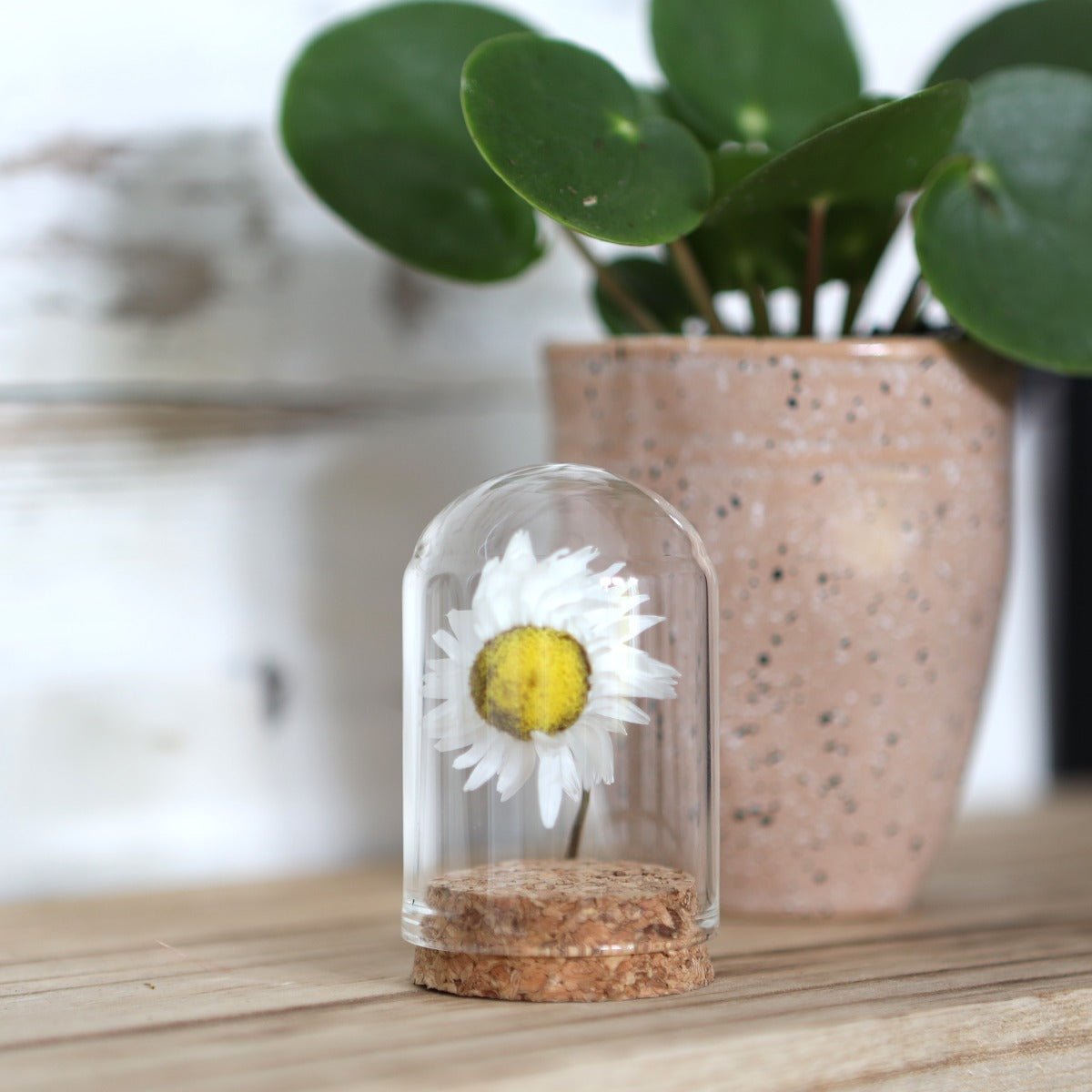 Glass mini Domes Ø4cm and 6cm high with cork - 6 pcs