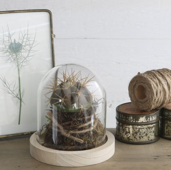 Glass Dome with Wooden Base 100x100mm - 1 pc