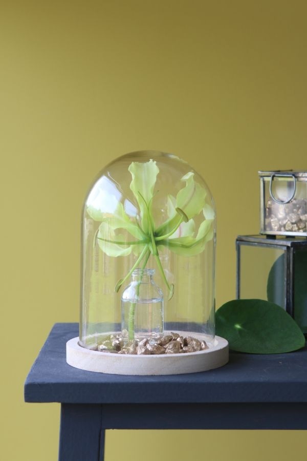 Glass Dome with Wooden Base 120x160mm - 1 pc