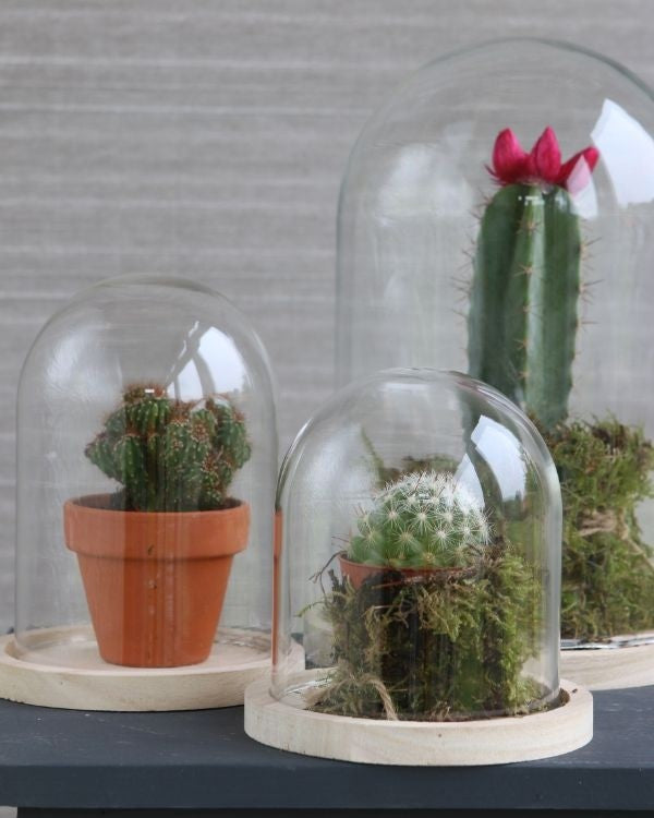 Glass Dome with Wooden Base 170x250mm - 1 pc