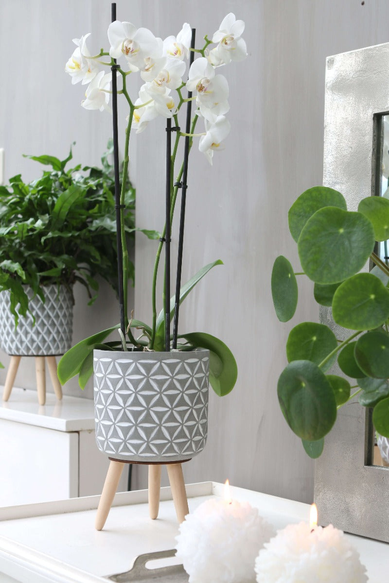 Plant pot Cement with wooden legs 21.5cm high - 6 pcs