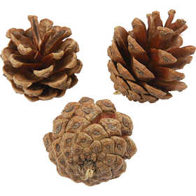 pine cones 40mm - 60 pcs
