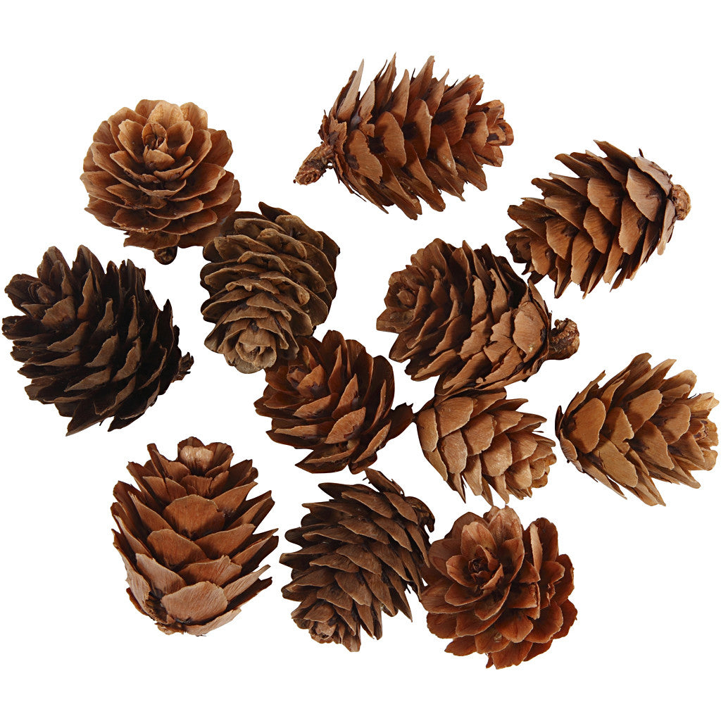 Larch cones - 12 pcs