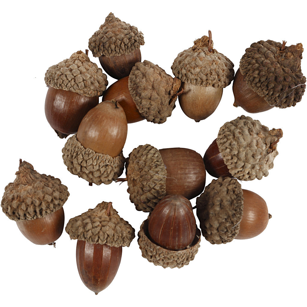 Acorn - 12 pcs