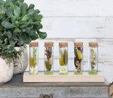 Glass tubes Ø3cm 5 tubes on wooden board (6 sets) [IFS-29147]