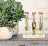 Glass tubes Ø3cm 3 tubes on wooden board (12 pcs.) [IFS-29148]