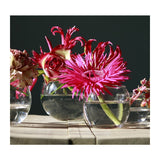 Glass Ball Pot Ø8 h.7cm - 12 pcs