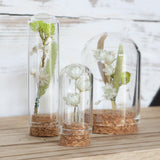 Glass mini Domes Ø2cm and 4cm high with cork - 12 pcs