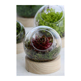 Glass Ball Vase w.Wood Base Ø13 h.14cm - 1 pcs