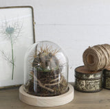 Glass Dome with Wooden Base 100x100mm - 1 pc