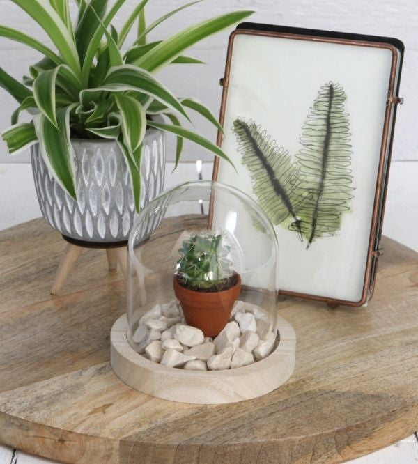 Glass Dome with Wooden Base 100x100mm - 1 pc