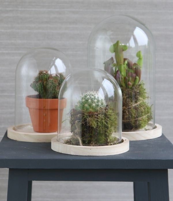 Glass Dome with Wooden Base 140x210mm - 1 pc