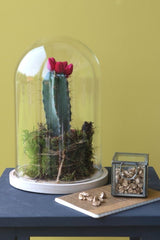 Glass Dome with Wooden Base 170x250mm - 1 pc