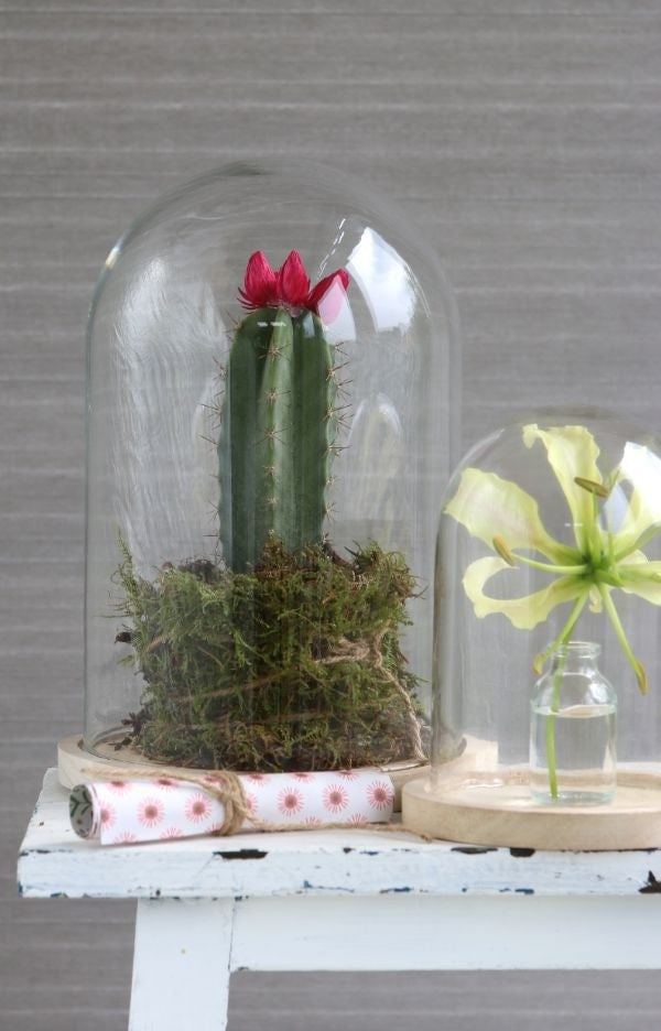 Glass Dome with Wooden Base 170x250mm - 1 pc