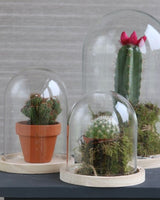 Glass Dome with Wooden Base 170x250mm - 1 pc