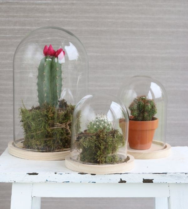 Glass Dome with Wooden Base 120x160mm - 1 pc