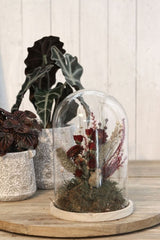 Glass Dome with Wooden Base 170x250mm - 1 pc