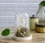 Glass Dome with Wooden Base 100x150mm - 1 pc