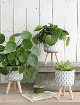 Plant pot Cement with wooden legs 18cm high - 6 pcs