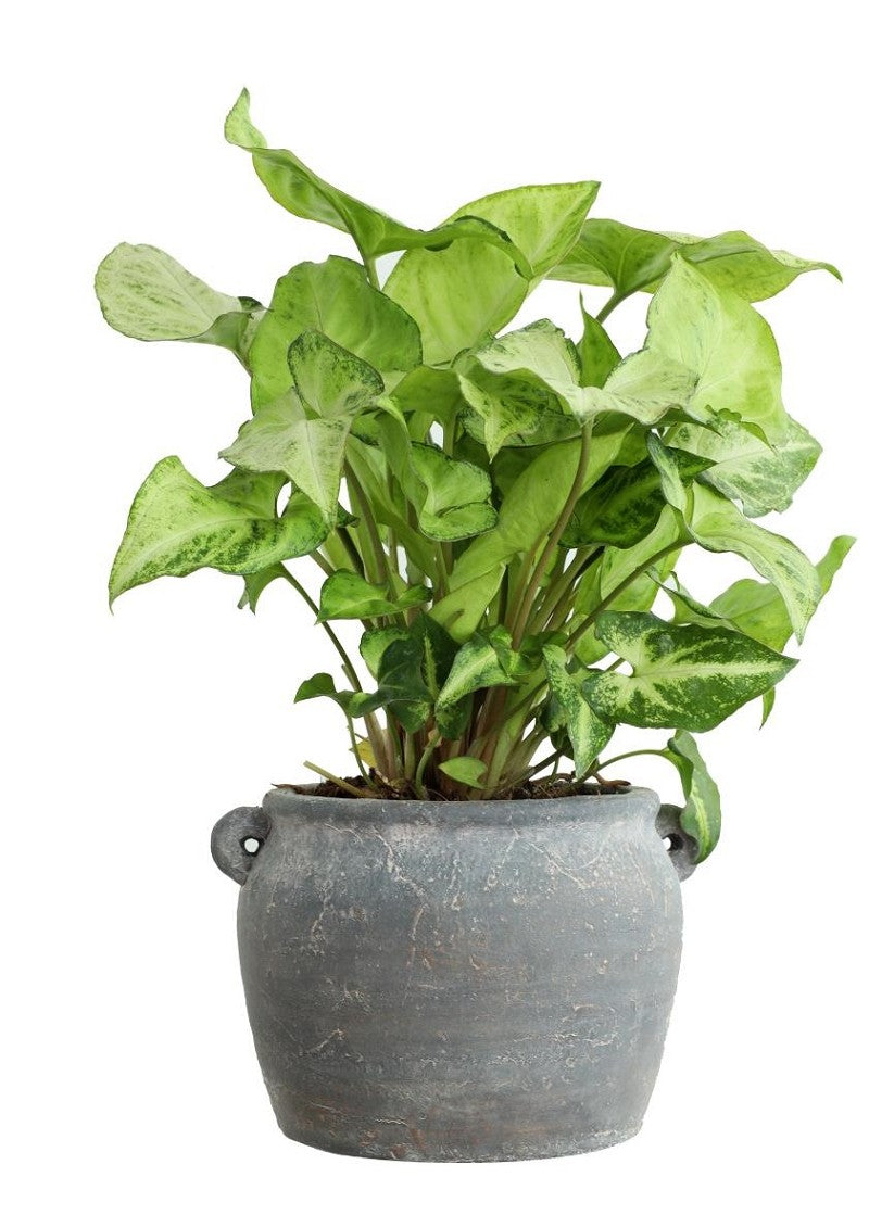 Amphora pot 100x82x65 mm - 6 Pcs