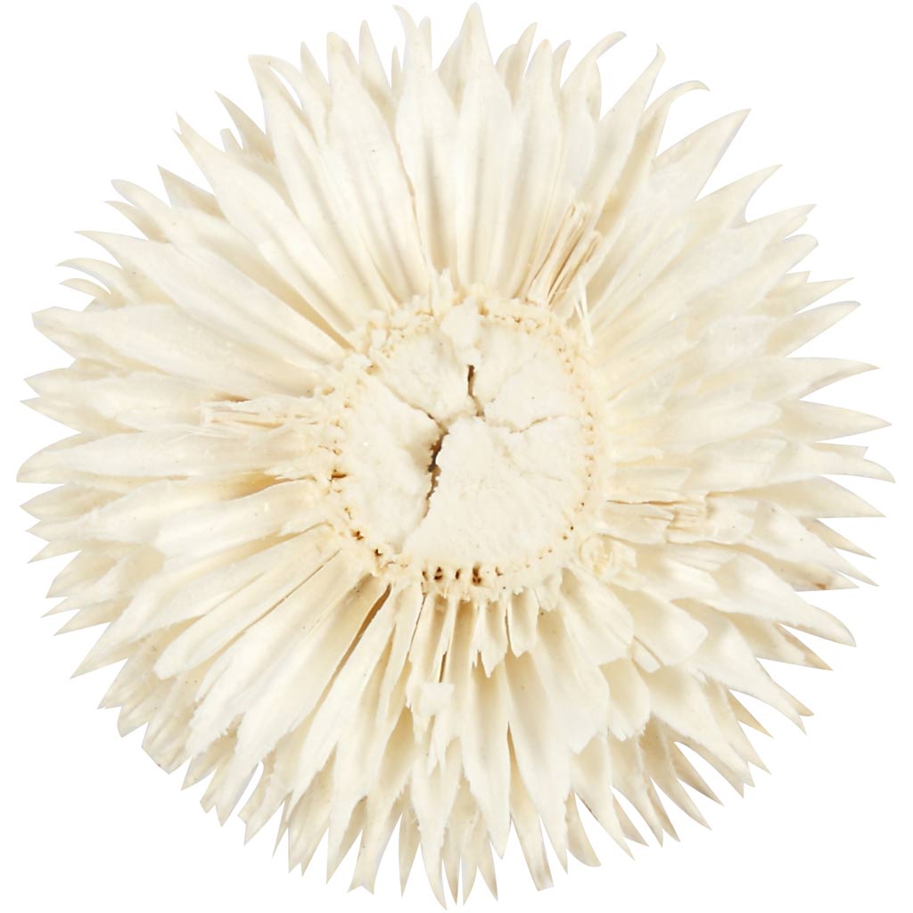 Dried flower heads, D: 3-5 cm - 6 pcs