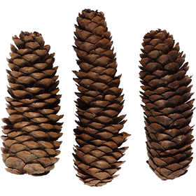 Abies cone 40mm - 300g +- 14 pcs