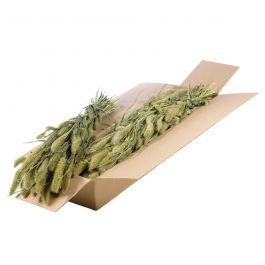 Dried Flowers Natural Green Setarea - 1 Bundle