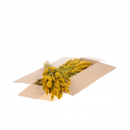 Dried Flowers Yellow Setarea - 1 Bundle