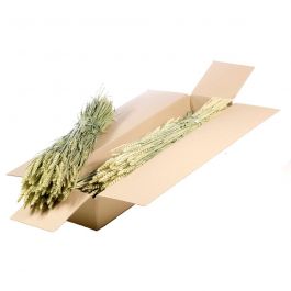 Dried Flowers Natural Green Tarwe - Triticum- 1 Bundle