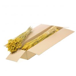 Dried Flowers Yellow Tarwe - Triticum- 1 Bundle