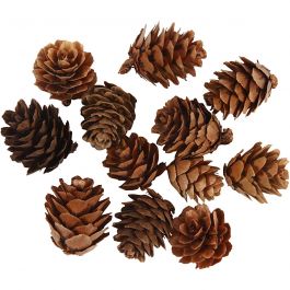Larch cones - 12 pcs