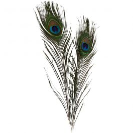 Peacock feathers, L: 25-30 cm - 10 pcs