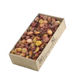 Dried Flowers Helichrysum heads 100gr naturel Salmon 1 box