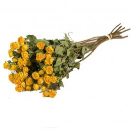 Dried Flowers Roses spray natural yellow - 1 bundle