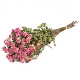 Dried Flowers Roses spray natural light pink - 1 bundle