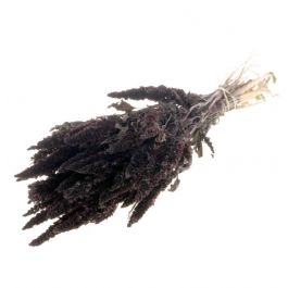 Amaranthus deep brown - 1 bundle