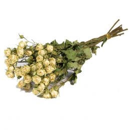 Dried Flowers Roses spray naturel white - 1 bundle
